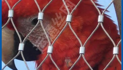 A网(阿旺夫妇电影)