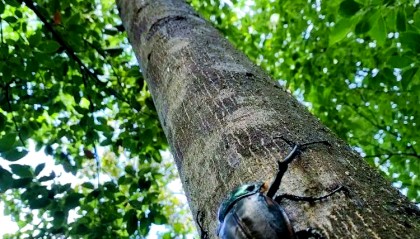 金龟(金龟补肾丸的功能主治)