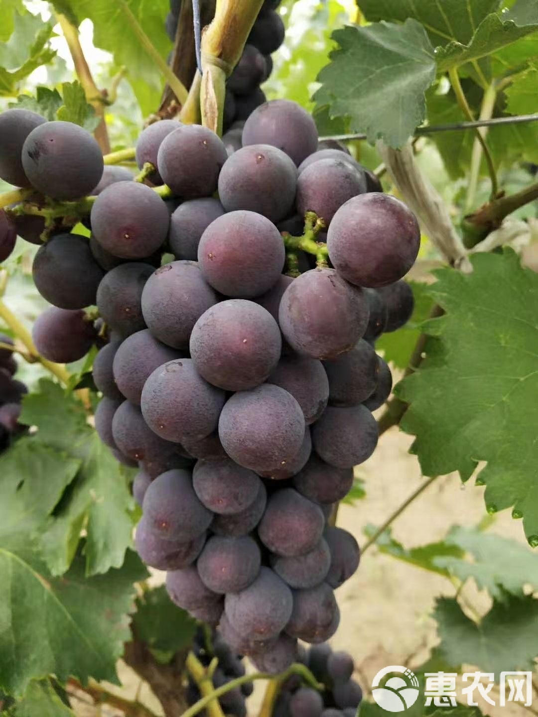 TAB葡萄(sable葡萄) TAB葡萄(sable葡萄)