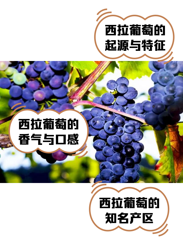 TAB葡萄(tab葡萄交易所官网)