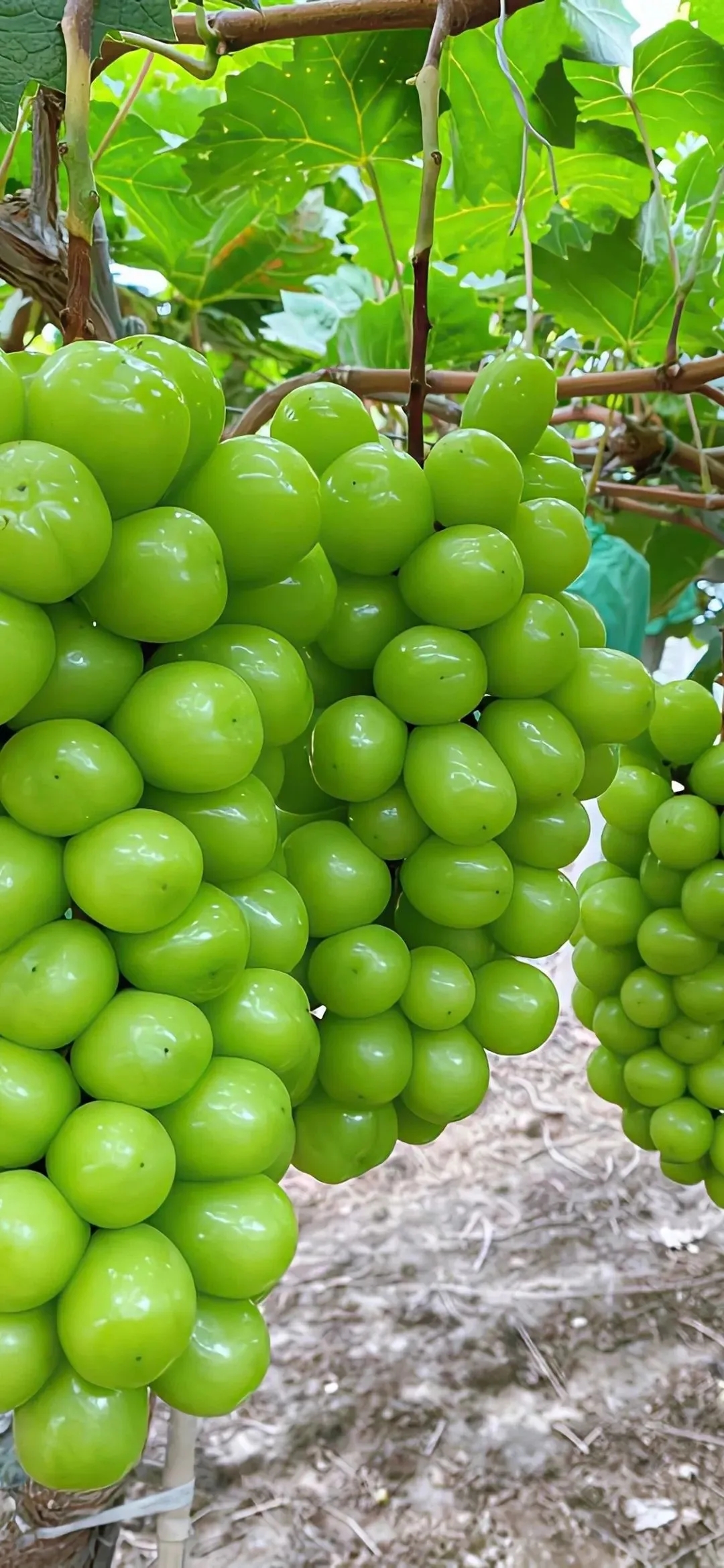 TAB葡萄(tab葡萄交易所官网)