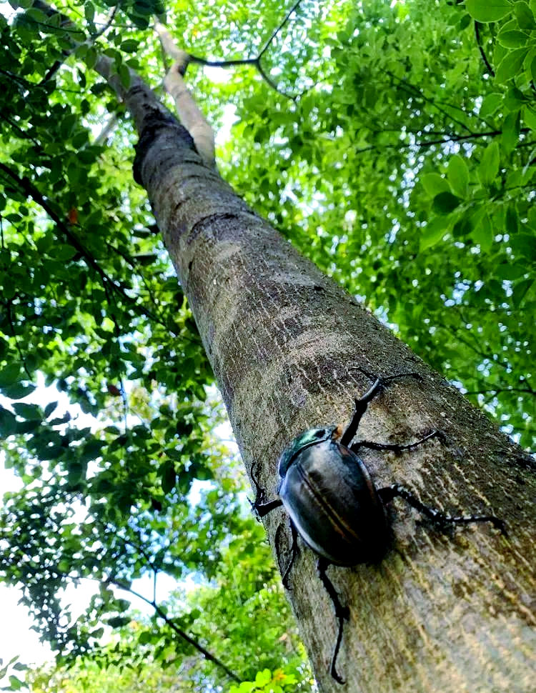 金龟(金龟补肾丸的功能主治)