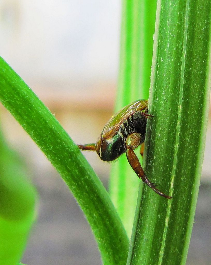 金龟(金龟补肾丸的功能主治)